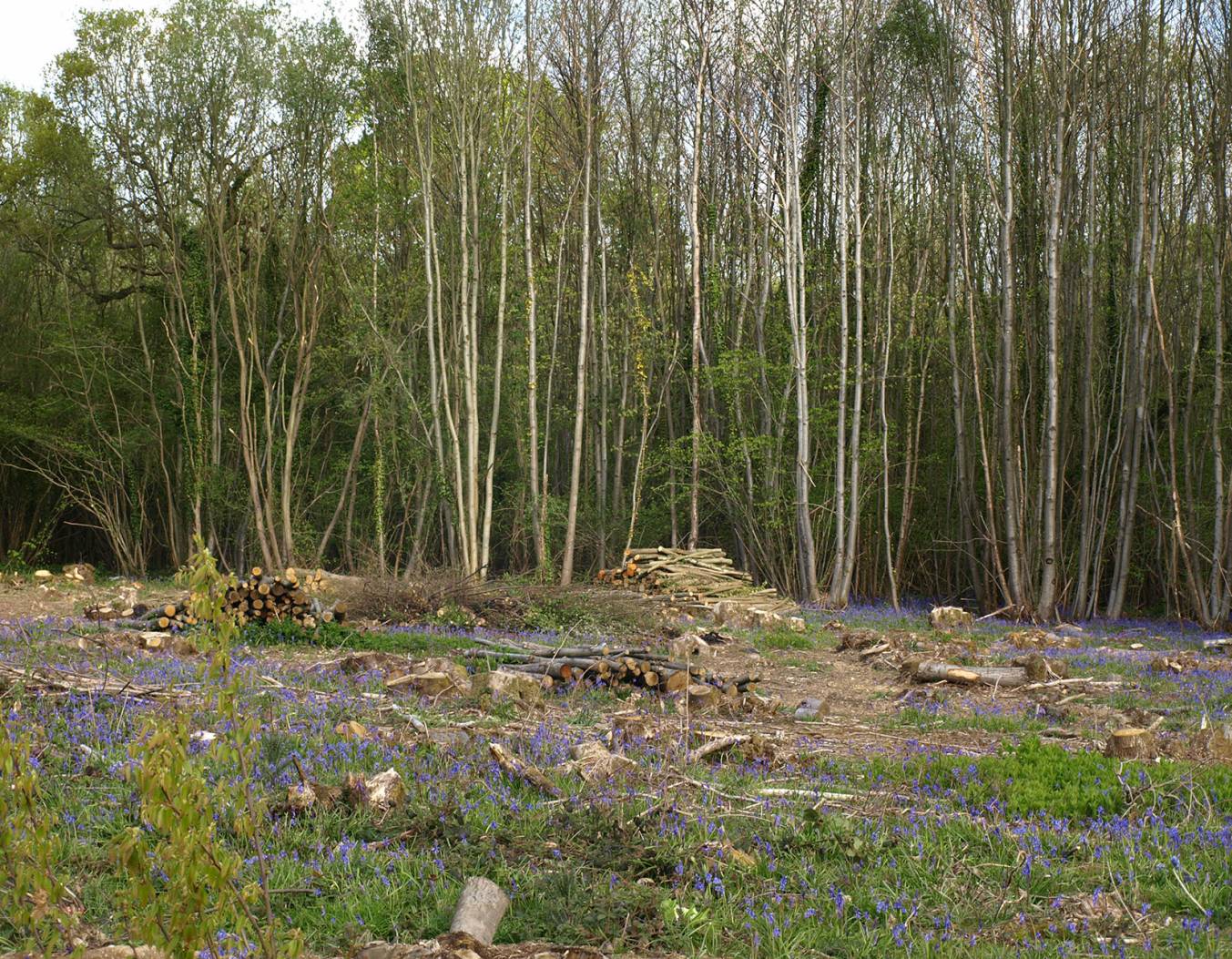 Woodland Management, Forestry, Tree Safety Inspections 