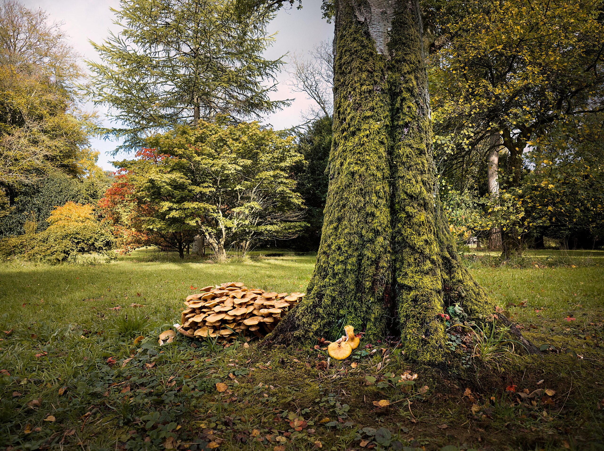 Tree Survey, Tree Risk Survey, Decay Detection